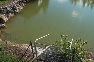 Goldfische im Teich1