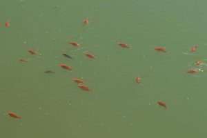 Goldfische im Teich2