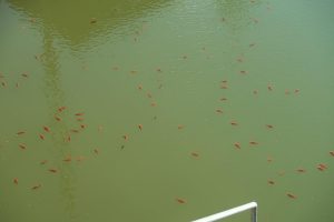 Goldfische im Teich3